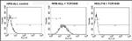 TCR V beta 5b Antibody