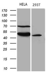 TEKT2 Antibody in Western Blot (WB)