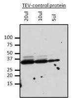 TEV Cleavage Site Antibody in Western Blot (WB)