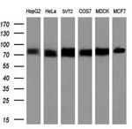 TF Antibody in Western Blot (WB)