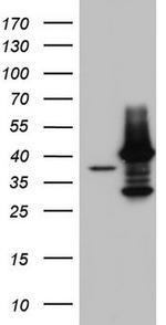 TFB1M Antibody in Western Blot (WB)