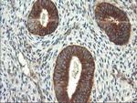 TFG Antibody in Immunohistochemistry (Paraffin) (IHC (P))