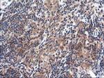 TFG Antibody in Immunohistochemistry (Paraffin) (IHC (P))