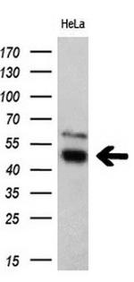 TFG Antibody in Western Blot (WB)