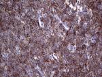 TFPI2 Antibody in Immunohistochemistry (Paraffin) (IHC (P))