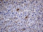 TGFBI Antibody in Immunohistochemistry (Paraffin) (IHC (P))