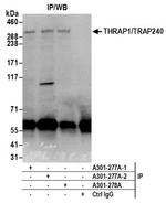 THRAP1/TRAP240 Antibody in Western Blot (WB)