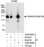 THRAP3/TRAP150 Antibody in Immunoprecipitation (IP)