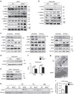 THRA/THRB Antibody in ChIP Assay (ChIP)