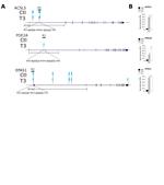 THRB Antibody in ChIP Assay (ChIP)