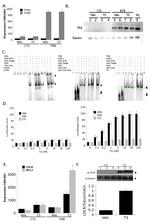 THRB Antibody in Western Blot, Gel Shift (WB, GS)