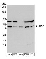 TIA-1 Antibody in Western Blot (WB)