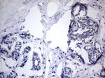 TIA1 Antibody in Immunohistochemistry (Paraffin) (IHC (P))