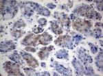 TIA1 Antibody in Immunohistochemistry (Paraffin) (IHC (P))