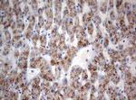 TIA1 Antibody in Immunohistochemistry (Paraffin) (IHC (P))