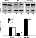 Calsequestrin Antibody in Western Blot (WB)