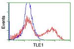 TLE1 Antibody in Flow Cytometry (Flow)