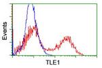 TLE1 Antibody in Flow Cytometry (Flow)