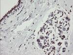 TLE1 Antibody in Immunohistochemistry (Paraffin) (IHC (P))