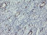 TLE1 Antibody in Immunohistochemistry (Paraffin) (IHC (P))