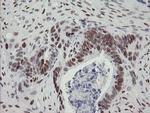 TLE1 Antibody in Immunohistochemistry (Paraffin) (IHC (P))