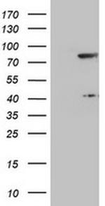 TLE1 Antibody in Western Blot (WB)