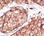 TLR5 Antibody in Immunohistochemistry (IHC)