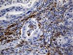 TLR8 Antibody in Immunohistochemistry (Paraffin) (IHC (P))