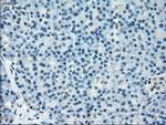 TMEM100 Antibody in Immunohistochemistry (Paraffin) (IHC (P))