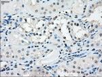 TMEM100 Antibody in Immunohistochemistry (Paraffin) (IHC (P))