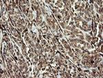 TMEM173 Antibody in Immunohistochemistry (Paraffin) (IHC (P))