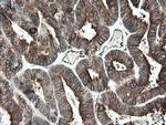 TMEM173 Antibody in Immunohistochemistry (Paraffin) (IHC (P))