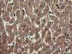 TMEM173 Antibody in Immunohistochemistry (Paraffin) (IHC (P))