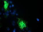 TMEM80 Antibody in Immunocytochemistry (ICC/IF)