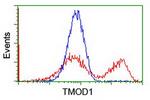 TMOD1 Antibody in Flow Cytometry (Flow)