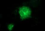 TMX1 Antibody in Immunocytochemistry (ICC/IF)