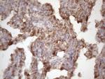 TNFA Antibody in Immunohistochemistry (Paraffin) (IHC (P))