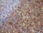 TNFA Antibody in Immunohistochemistry (Paraffin) (IHC (P))