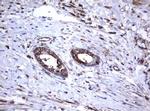 TNFRSF8 Antibody in Immunohistochemistry (Paraffin) (IHC (P))