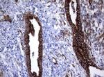 TNFRSF8 Antibody in Immunohistochemistry (Paraffin) (IHC (P))