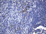 TNFRSF8 Antibody in Immunohistochemistry (Paraffin) (IHC (P))