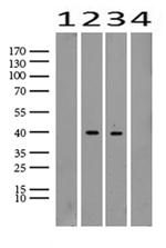 TNNT2 Antibody in Western Blot (WB)