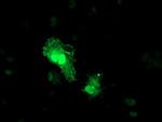 TOMM34 Antibody in Immunocytochemistry (ICC/IF)