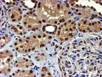 TOMM34 Antibody in Immunohistochemistry (Paraffin) (IHC (P))