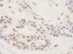 TORC3 Antibody in Immunohistochemistry (IHC)