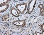 TPMT Antibody in Immunohistochemistry (Paraffin) (IHC (P))