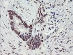 TPRKB Antibody in Immunohistochemistry (Paraffin) (IHC (P))