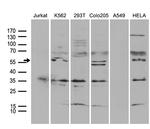 TRAF5 Antibody in Western Blot (WB)