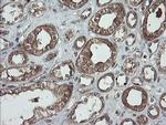 TRAPPC4 Antibody in Immunohistochemistry (Paraffin) (IHC (P))