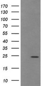 TRAPPC4 Antibody in Western Blot (WB)